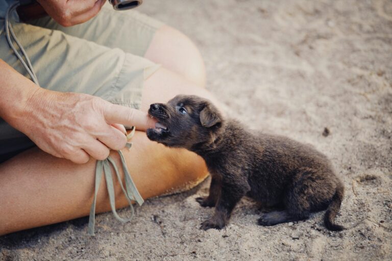 puppy biting